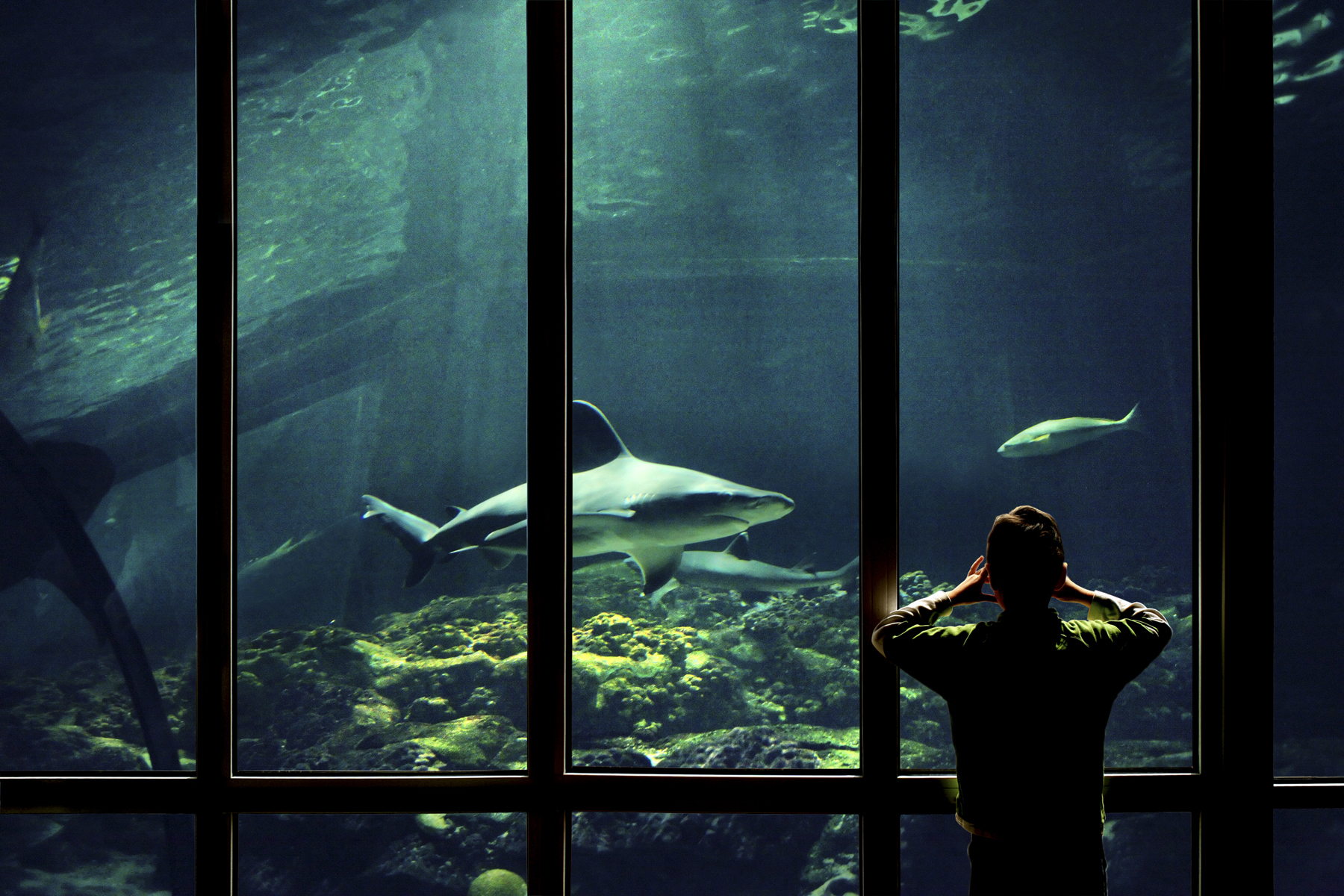 child watching sharks in aquarium